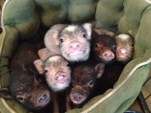 ... that pigs are just as cute as dogs and cats, sometimes even cuter