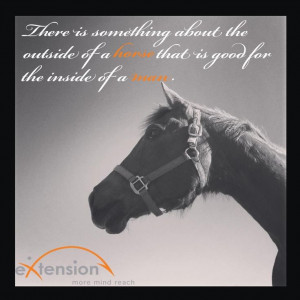 There is something about the outside of a horse that is good for the ...