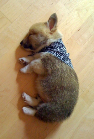 These adorable sleeping puppies will melt your heart.
