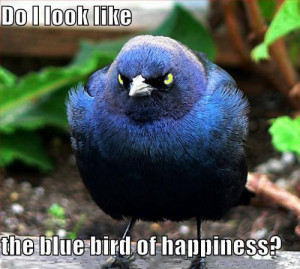 bird that looks angry, hilarious but not the blue bird of happiness ...