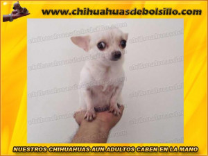 chihuahua perro, chihuahua mini toy, venta de chihuahuas de bolsillo ...