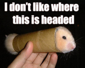 Funny Hamster Memes