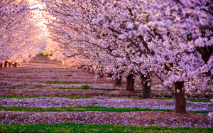 Most Beautiful Cherry Blossoms around the World