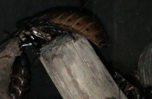 Madagascar Hissing Cockroaches