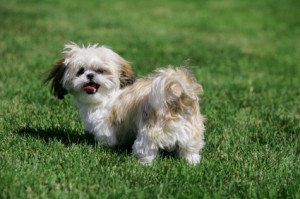 shih tzu shih tzu kou or lion dog is the chinese name rendered ...