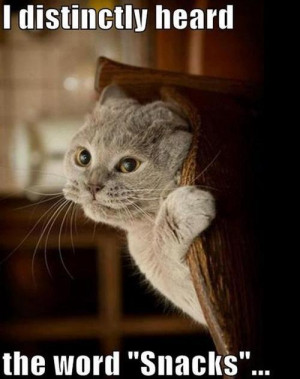 Funny cat picture – Snacks