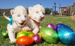 Baby white lion cubs play with Easter eggs at the Lion Park