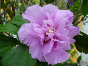 tags purple hibiscus flowers wallpapers purple hibiscus flowers ...