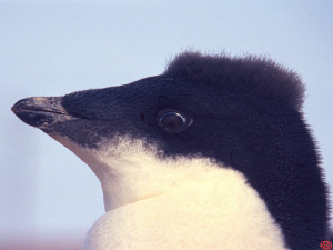 Immature adelie penguins, Antarctica , 1997