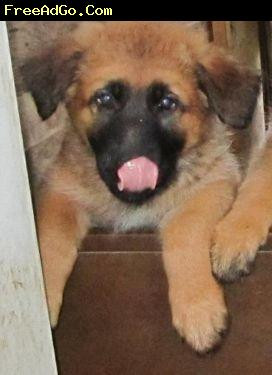 Seattle Beautiful AKC Pembroke Welsh Corgi Puppies Dogs amp puppies