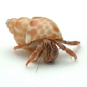 Hermit Crab Care Sheet