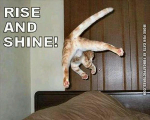Rise And Shine Funny Quotes Funny cat pictures