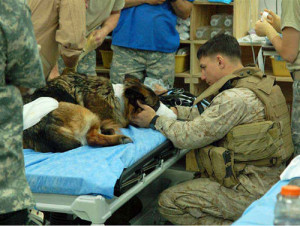 sad Marine wounded dog hospital