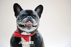 PAWSH STUDIO | TORONTO PET PHOTOGRAPHY: HOLIDAY MINI SESSIONS RECAP