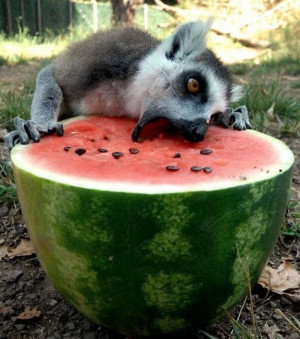 Funny appearance of the animals eating watermelon in summer 1 thumb ...
