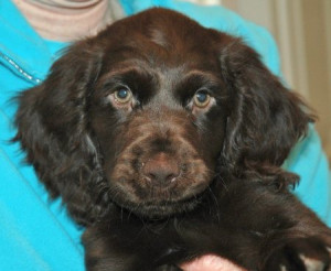 boykin spaniel puppies