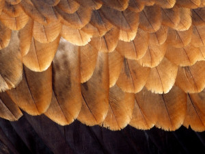 Photo: Close-up of wedge-tailed eagle's feathers