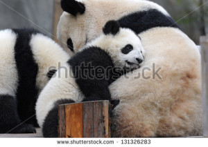 Image Cute Little Panda