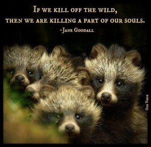 Jane Goodall Quotes About Animals Jane goodall. via birdee lee