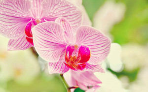 Orchid-flower-images-HD-free-download-for-desktop-pc-2560x1600.jpg