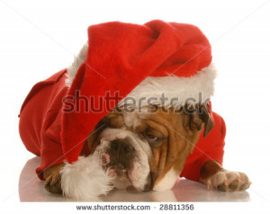 English Bulldog With Sad