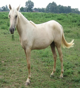 pretty white mare, who drew Mr. Jones’ trap. She is conceited and ...