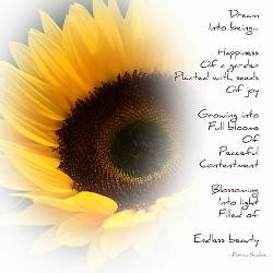 sunflower_dream_poem_postcards_package_of_8.jpg?height=250&width=250 ...