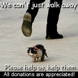 Homeless Animals Quotes