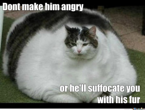 Funny Cat Memes Wallpaper Fat Cat By Recyclebin Meme Center Siamarsa