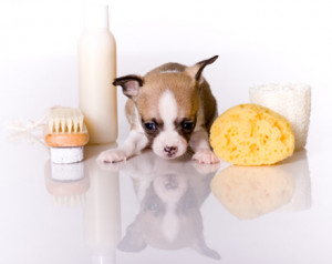 Grooming – (Dogs & Cats)