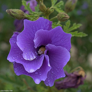Purple Australian Hibiscus