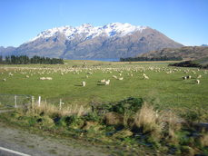 sheep,mountains,farmland,snow