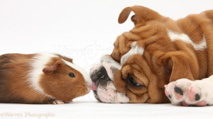 WP29109 Bulldog pup, 11 weeks old, face-to-face with Guinea pig ...
