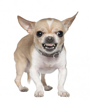 Aggressive Chihuahua