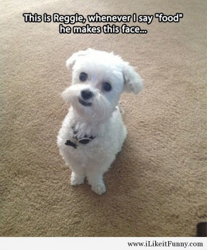 cute-dog-call-food-face