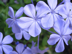 Jasmine Flower Tattoo Blue