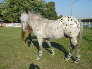 Appaloosa Horses: Breed standards gone too far?