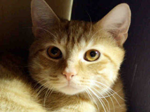 Beautiful Cat Wonderful Animal Quotes Apna Talks