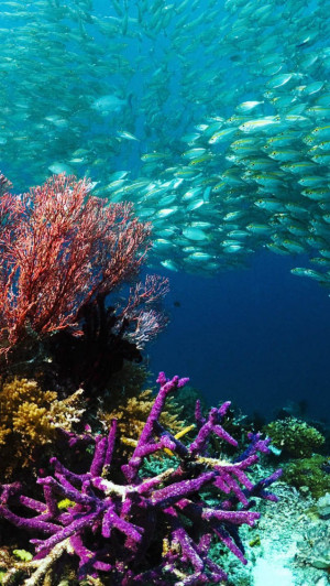 All Wallpapers Desktop