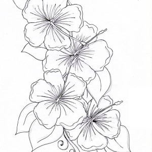 Buttercup Flower Drawing Hibiscus picture
