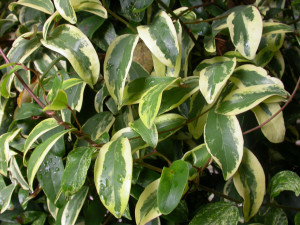 fast growing evergreen vines