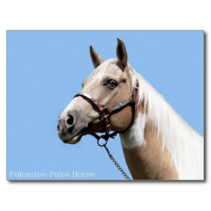 Palomino Horse Postcards