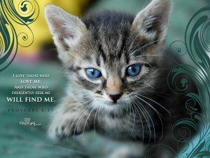 Proverbs 8:17 - Wallpaper