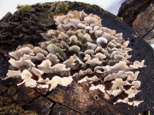 Warm day, reporting from the Eastern front