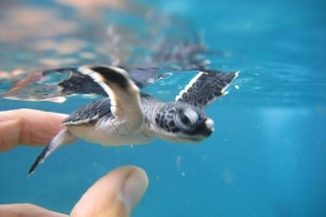 cute, sea, turtle