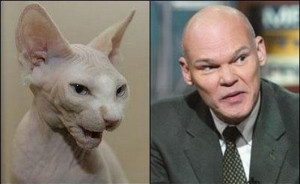 13 Cats That Look Like Celebrities…