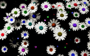 Colorful Daisy 15507 Hd Wallpapers
