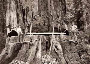 sequoia tree logging | Humboldt County, Logging Giant Redwood, c1890 ...