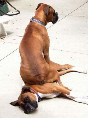 Funny Boxer Dog