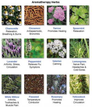 Aromatherapy uses for herbs. (super basic, and the EOs are better for ...